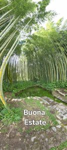 Il canneto di bambù di Ninfa