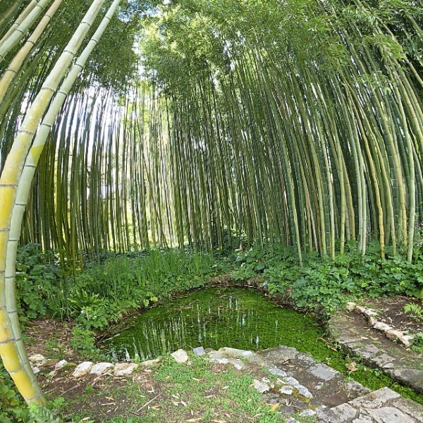 Il canneto di bambù di Ninfa